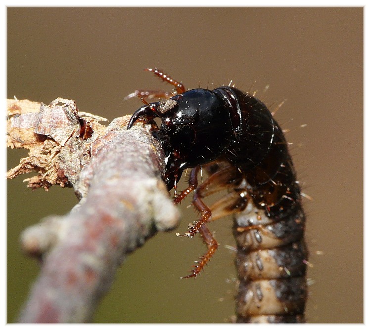 Larva di...??? Ocypus cfr. olens